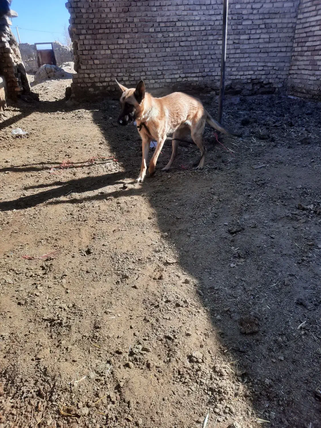 سگ مالینویز|سگ|خوسف, |دیوار