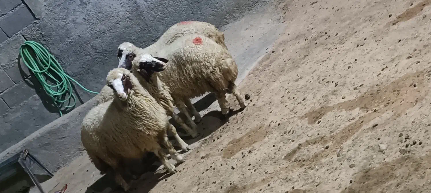 بره ماده سنجابی|حیوانات مزرعه|سرپل ذهاب, |دیوار