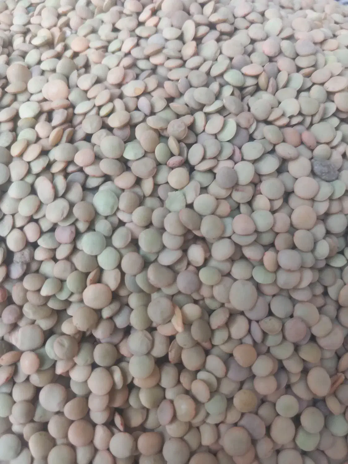 لوبیاقرمزوچیتی تخمه کشمش بادوم زمینی|خوردنی و آشامیدنی|بروجرد, |دیوار