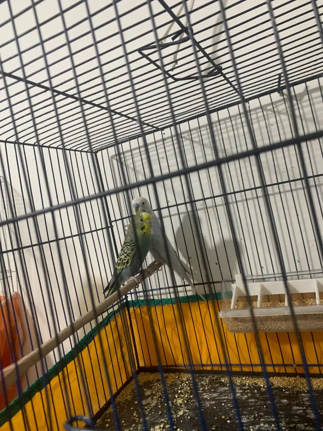 مرغ عشق|پرنده|شوش, |دیوار