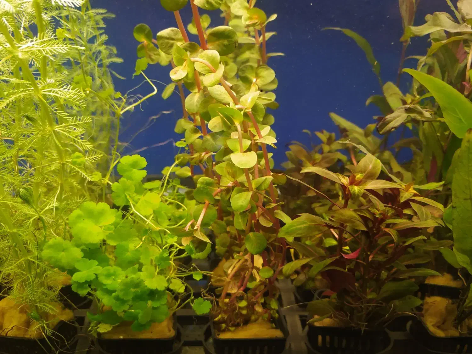 بار جدید گیاه گلدانی آکواریوم رسید|ماهی|زاهدان, |دیوار