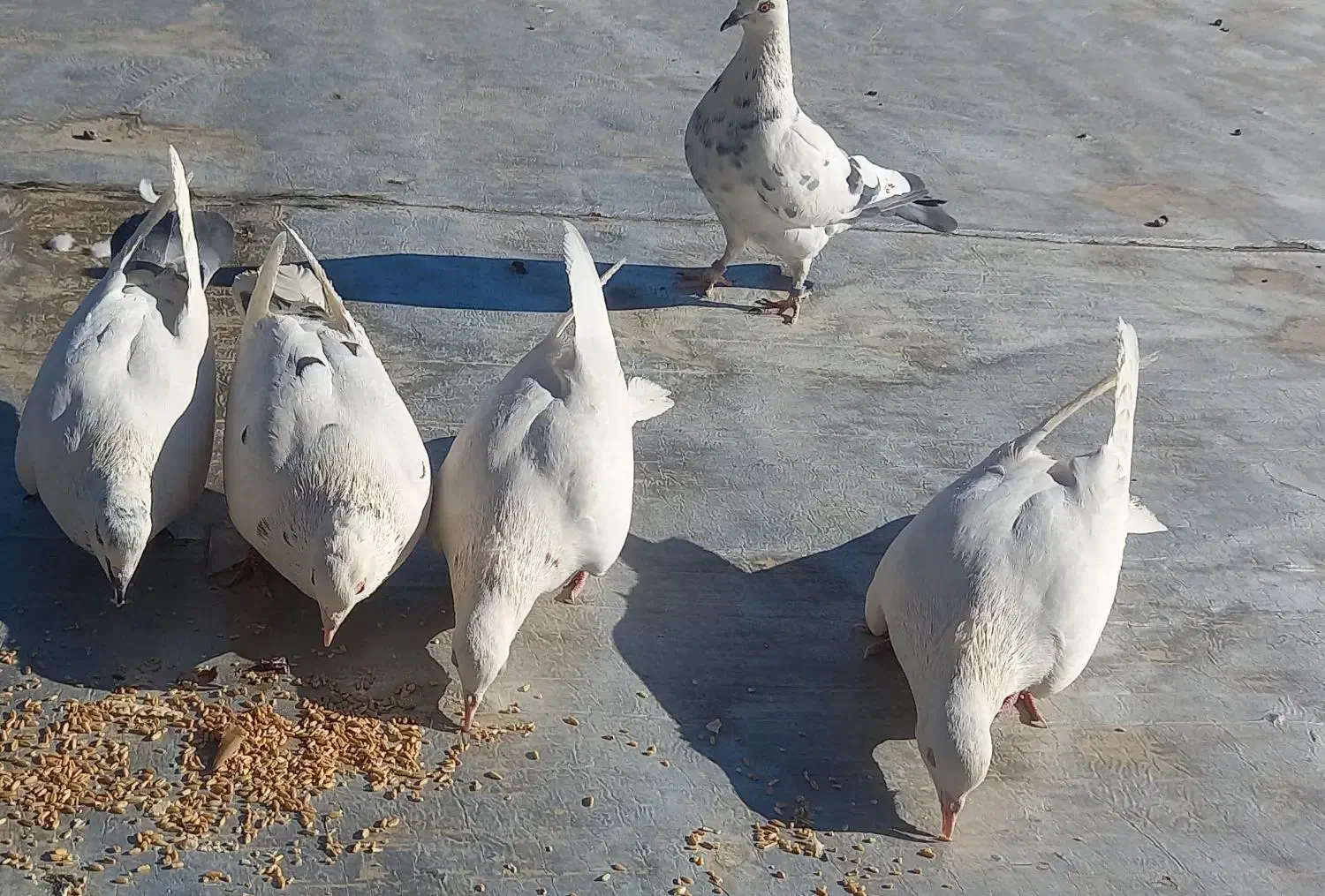 کبوتر معاوضه با عروس هلندی|پرنده|نوبران, |دیوار