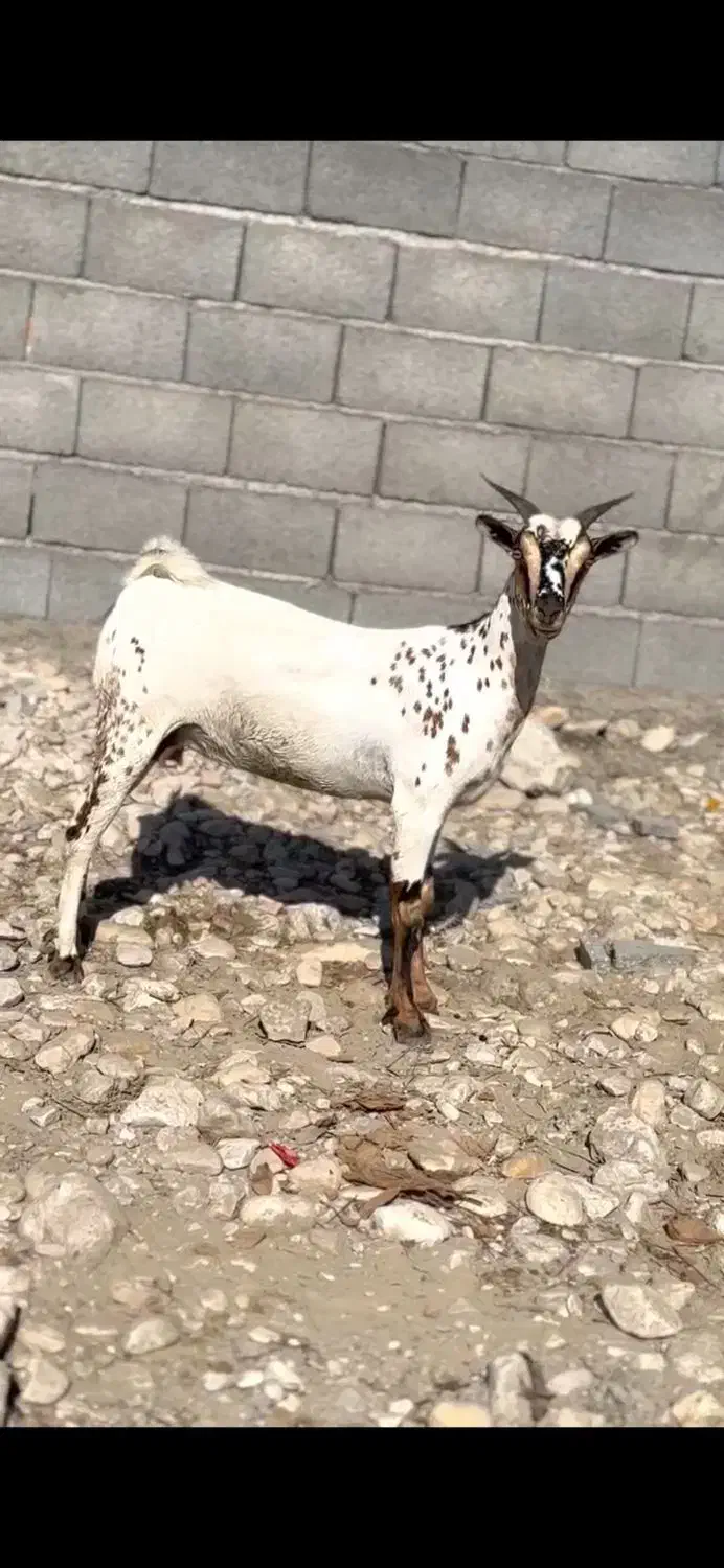 بز داشت|حیوانات مزرعه|جم, |دیوار