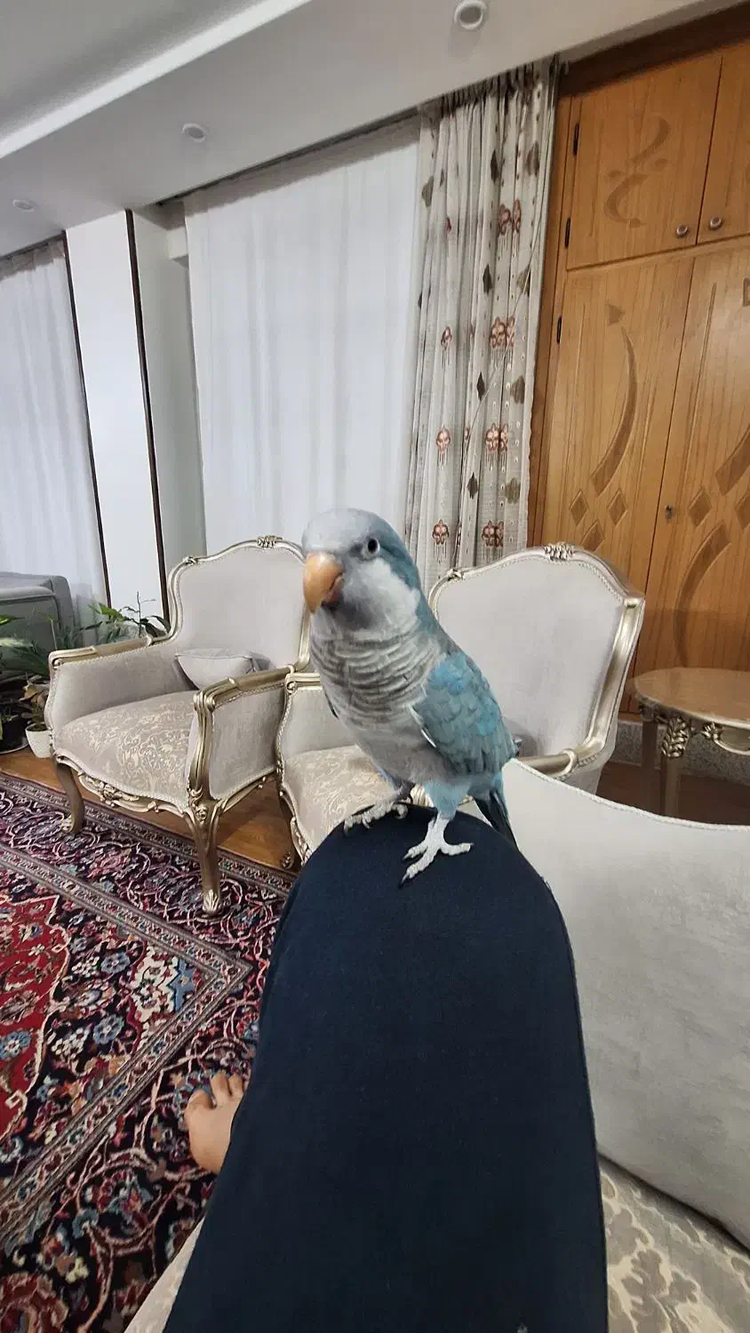 طوطی راهب|پرنده|اصفهان, ارداجی|دیوار