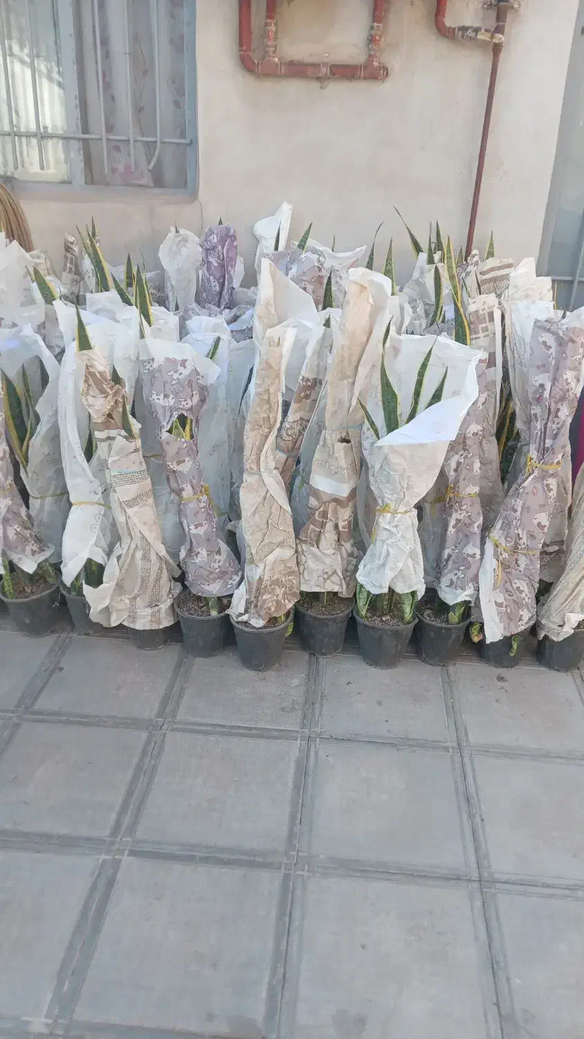 حراج حراج حراج گل سانسوریا|گل و گیاه طبیعی|نیشابور, ابراهیم ادهم|دیوار