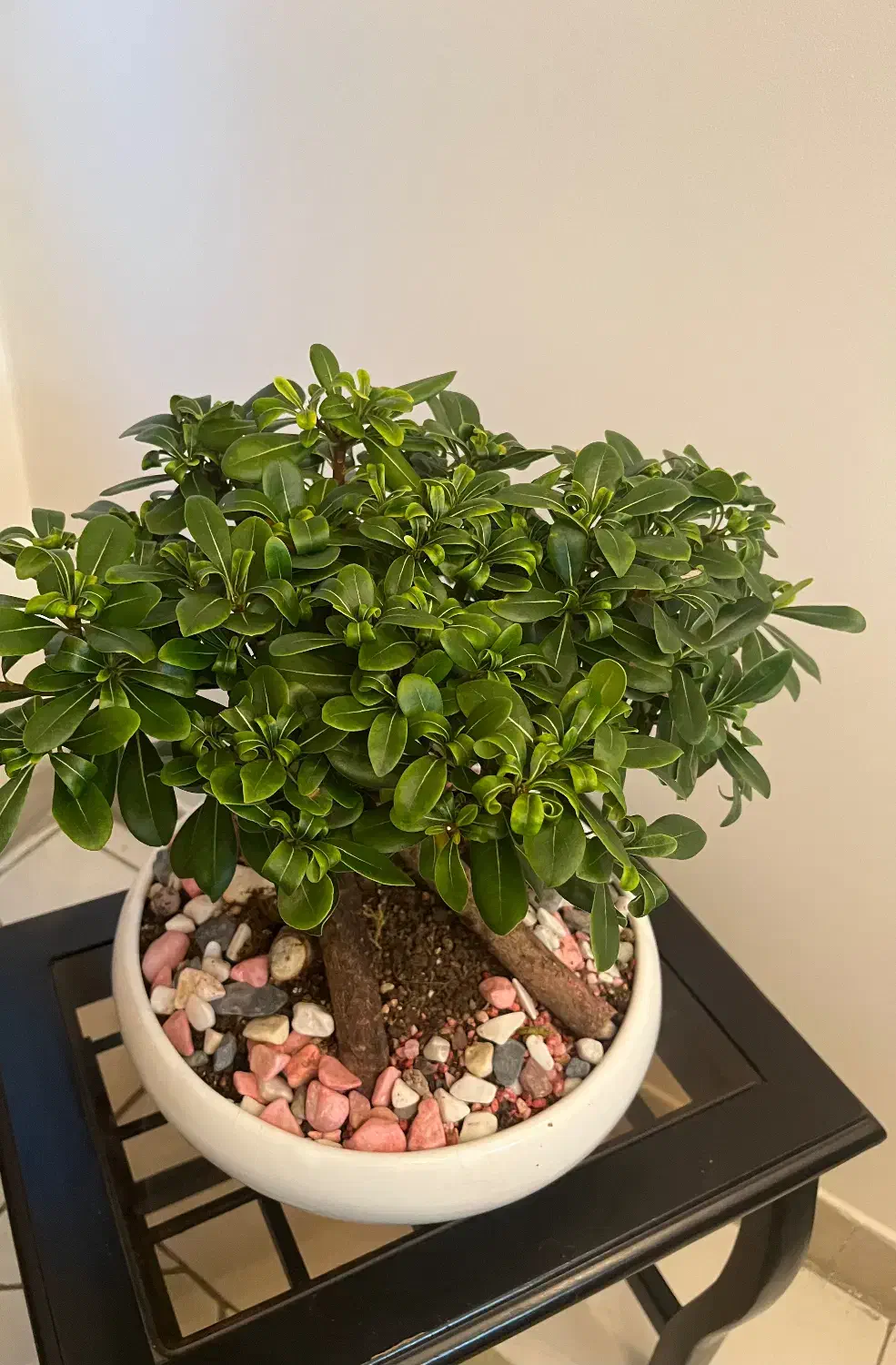 بن سای|گل و گیاه طبیعی|تهران, دبستان|دیوار