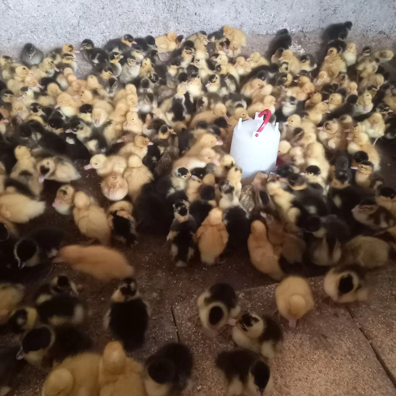 اردک گوشتی وپکنی به صورت عمده فقط ۳۰  تومان|حیوانات مزرعه|آبادان, |دیوار