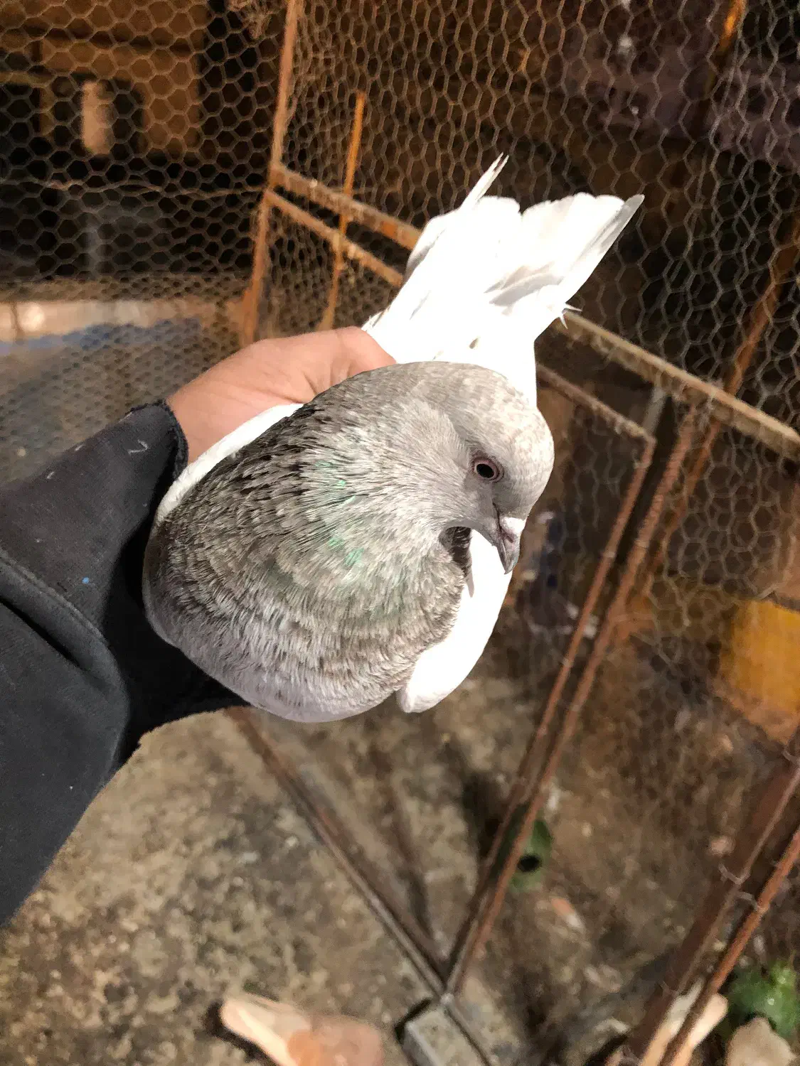 کبوتر یجایی و تکی زردی ،سرخ سرور تهرانی طوقی|پرنده|فردیس, فردیس|دیوار