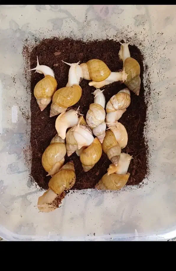 حلزون مولد|خزنده|تهران, ائمه اطهار|دیوار