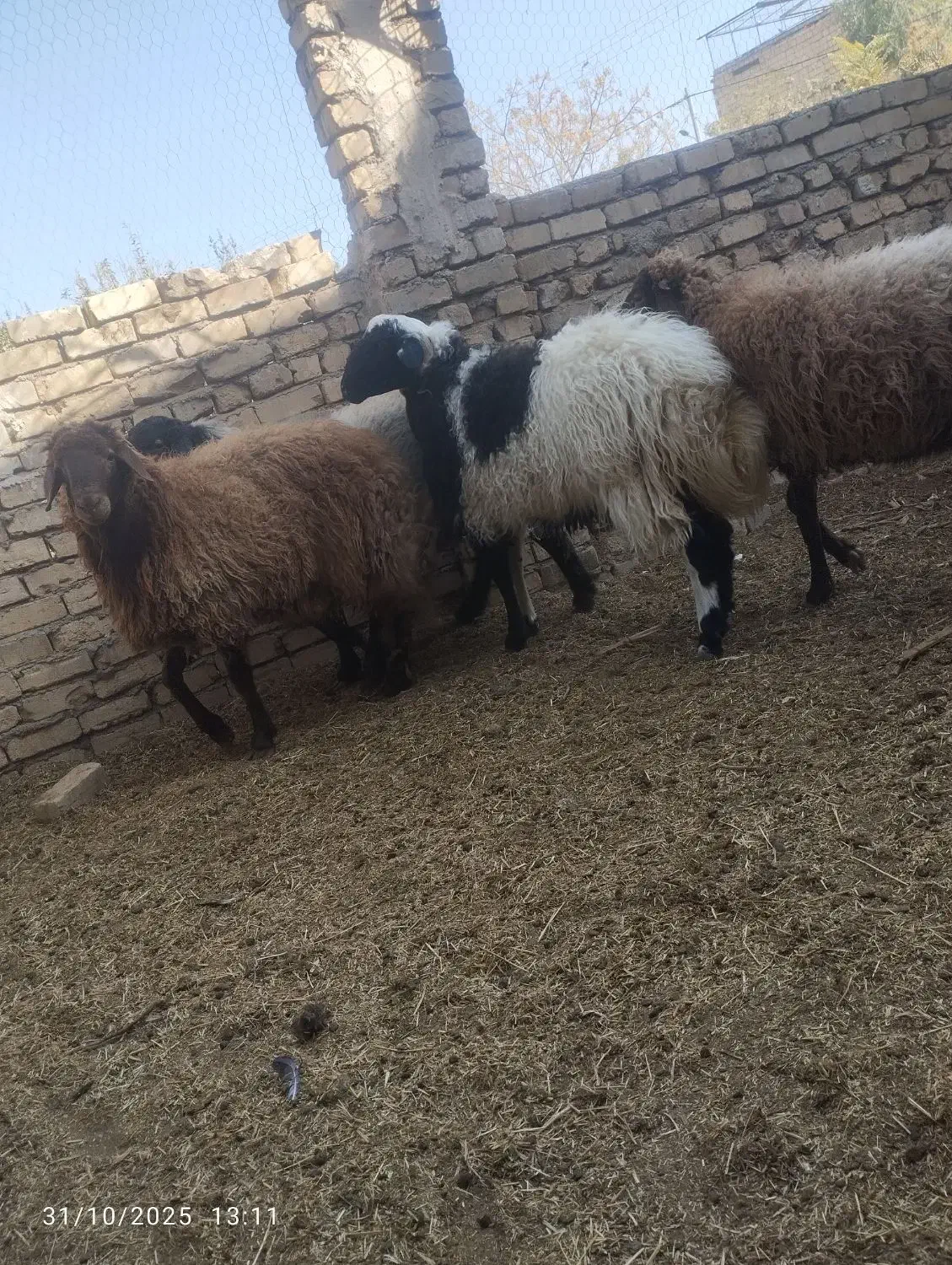 سه عدد بره نر فروشی|حیوانات مزرعه|کاشان, لتحر|دیوار