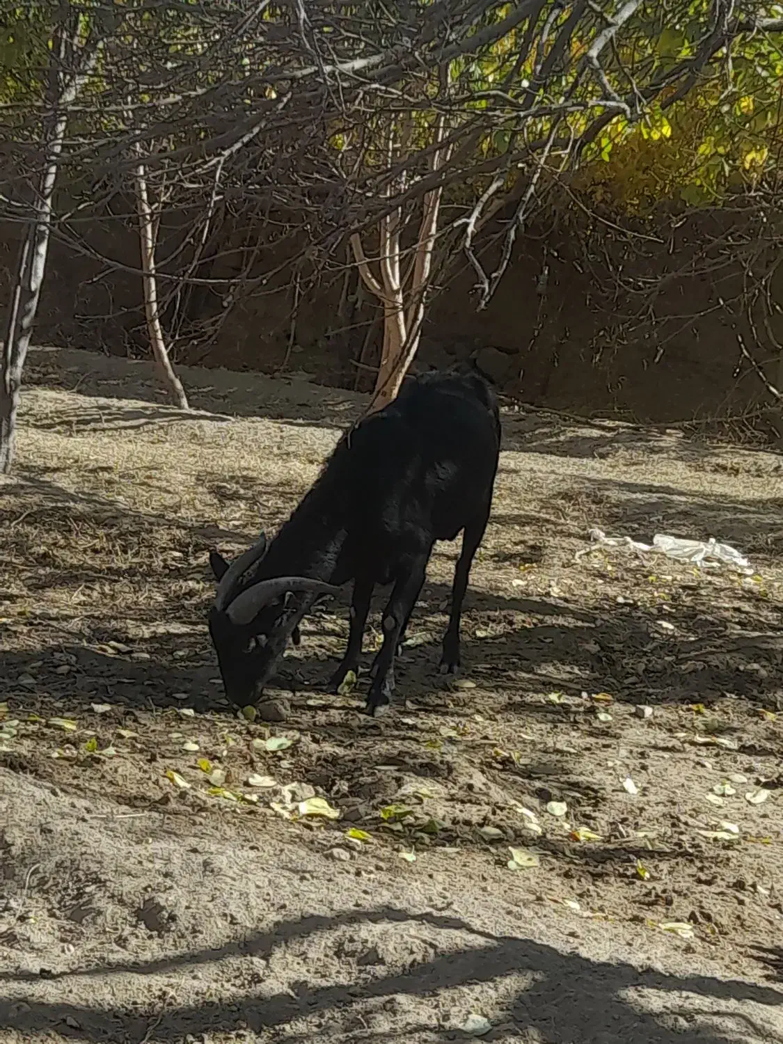 نر بز ۲ساله مورسیا اصل|حیوانات مزرعه|مهریز, |دیوار