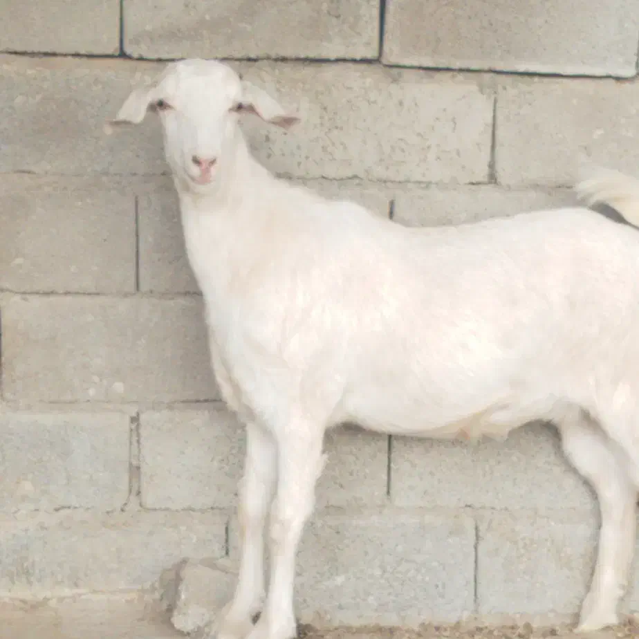 تیشتر  سانن|حیوانات مزرعه|سر آسیاب یوسفی, |دیوار