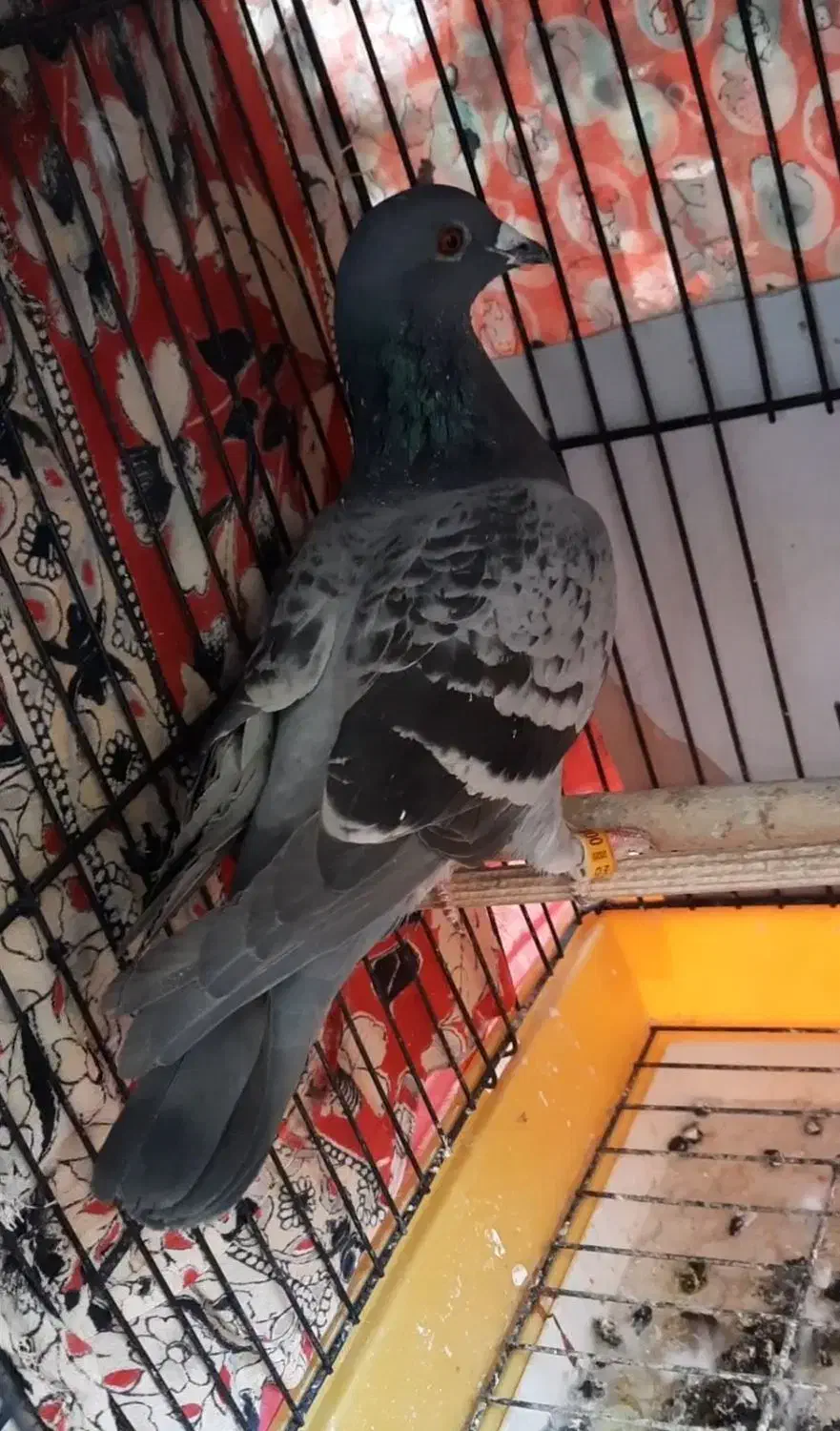 دوبر ماده|پرنده|اردبیل, |دیوار