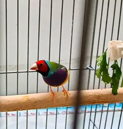 فنچ گلدین|پرنده|فولادشهر, A4|دیوار