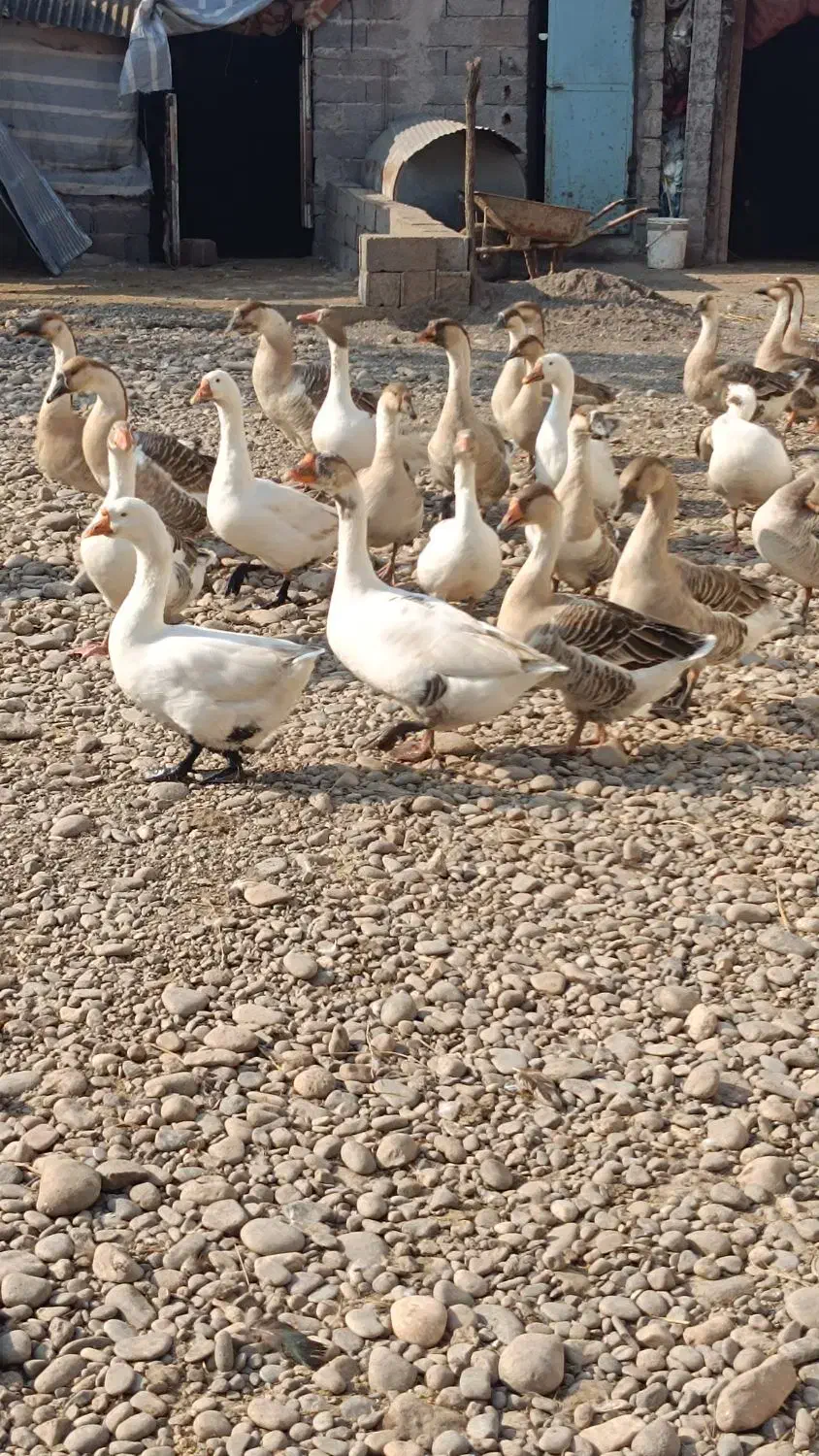 غوغاز و غاز|حیوانات مزرعه|سنگر, |دیوار