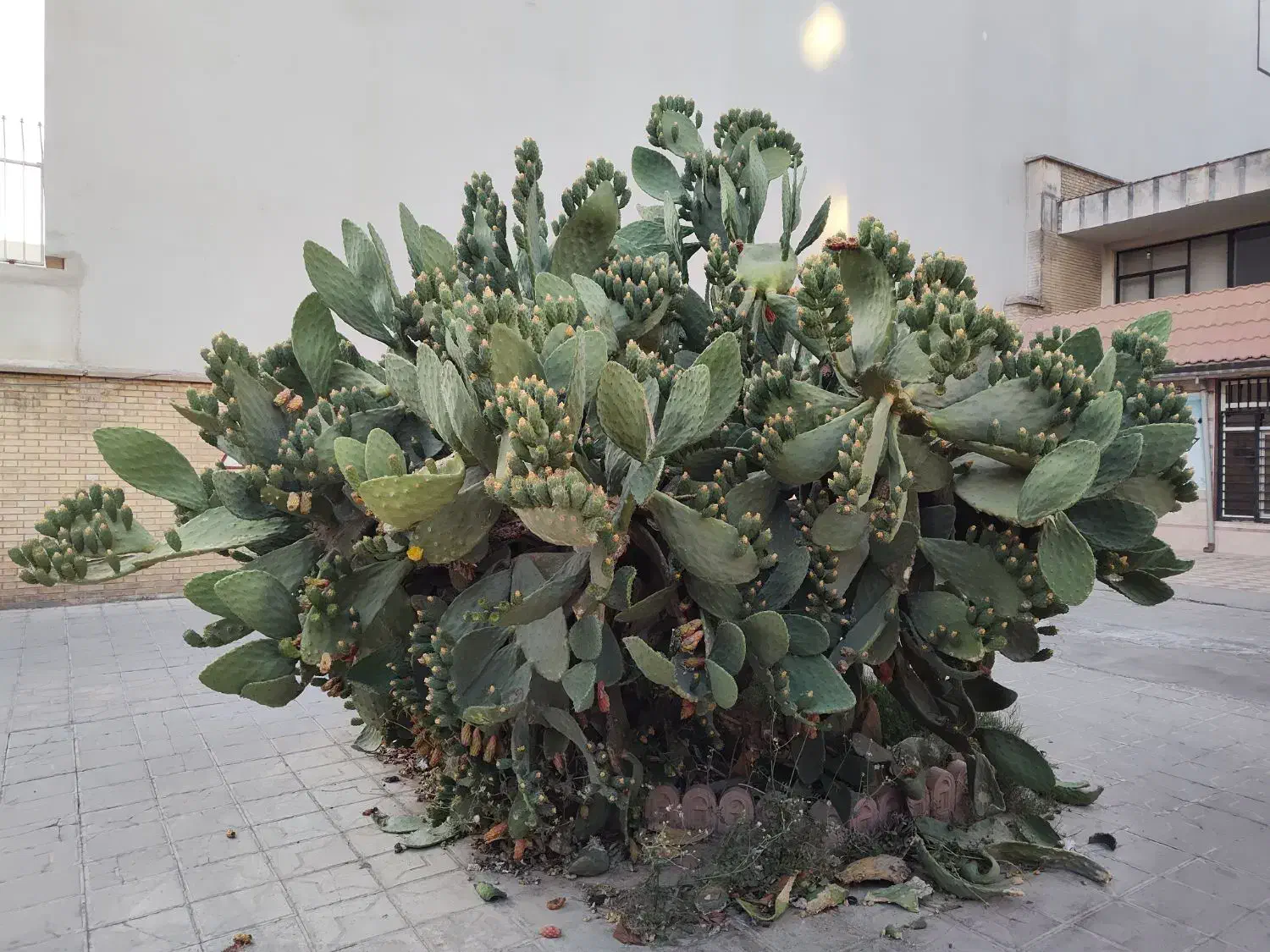 خدمات هرس کیاهان و درخت|خدمات باغبانی و درختکاری|کیش, |دیوار