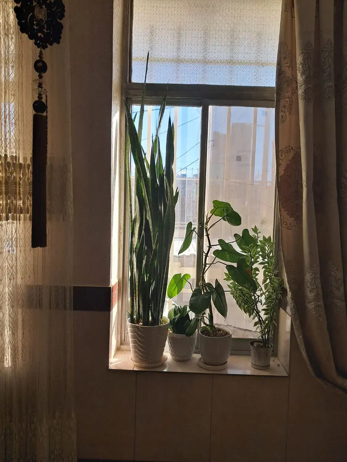 گل و گلدان|گل و گیاه طبیعی|کرمانشاه, |دیوار