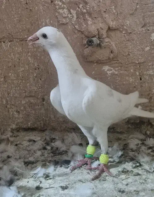 50 عدد نر جنگنده و زدو خوردی|پرنده|عطاملک, |دیوار