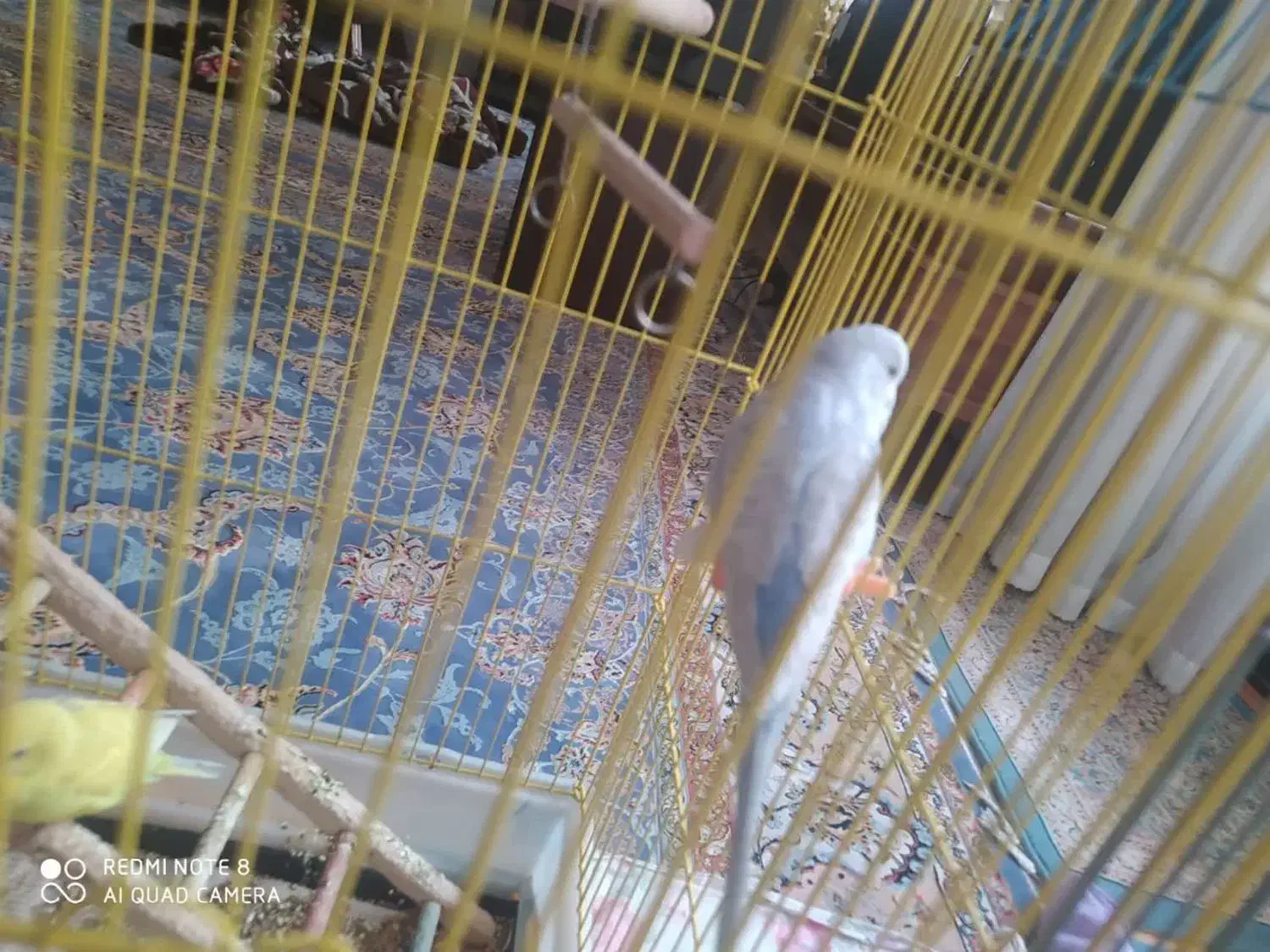 مرغ عشق|پرنده|اصفهان, شهرک میلاد|دیوار