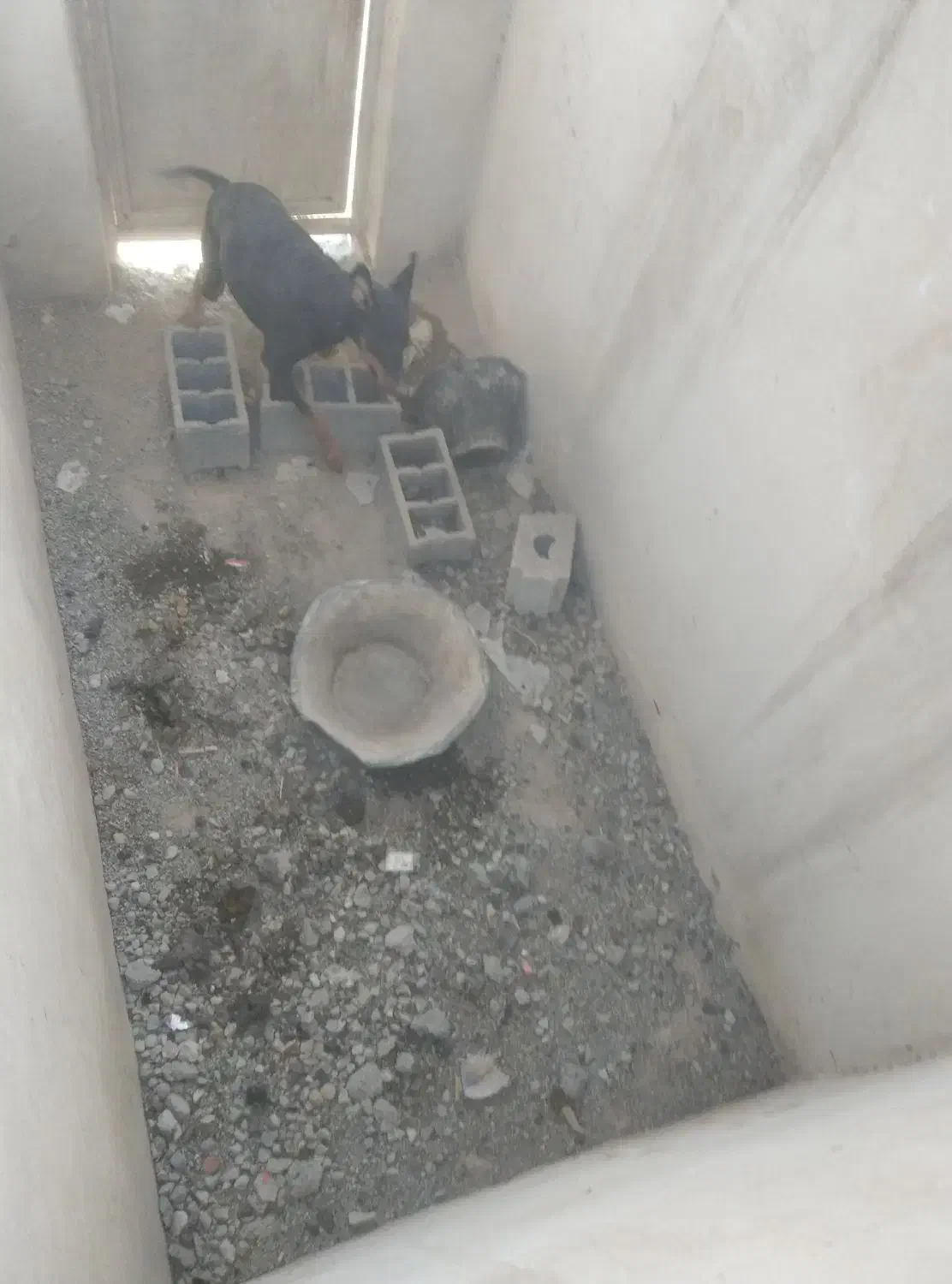 سگ ماده دوبرمن اصیل یک ونیم ساله|سگ|شهریار, بکه|دیوار