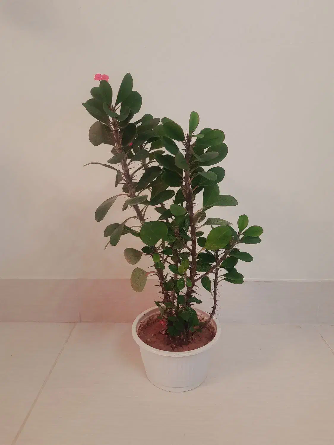 گل و گیاه طبیعی|گل و گیاه طبیعی|اهر, |دیوار