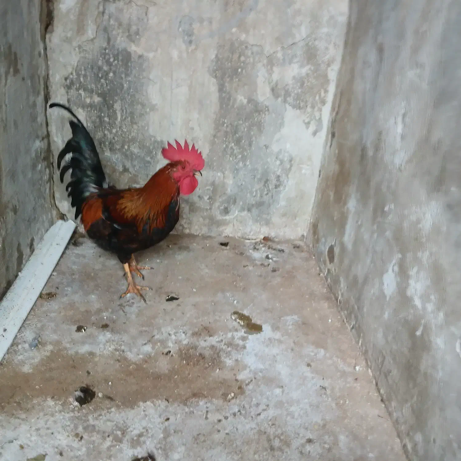 مرغ وخروس محلی|حیوانات مزرعه|ایوان, |دیوار