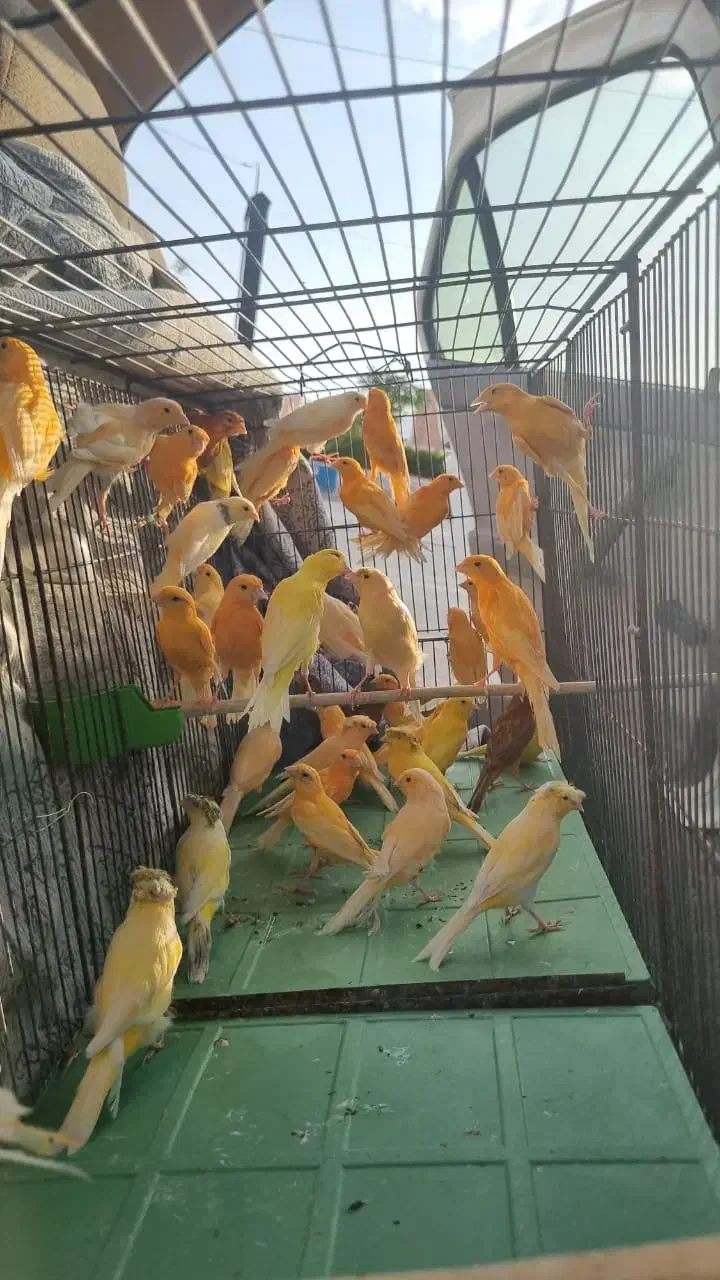 قناری نر و ماده مولد،اماده آماده|پرنده|آباده, |دیوار