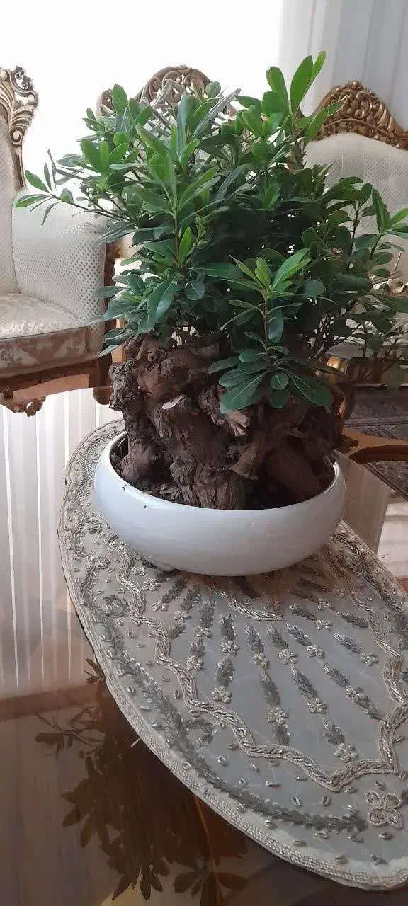 گلدان و گل طبیعی|گل و گیاه طبیعی|تربت‌حیدریه, شهرک ولیعصر|دیوار