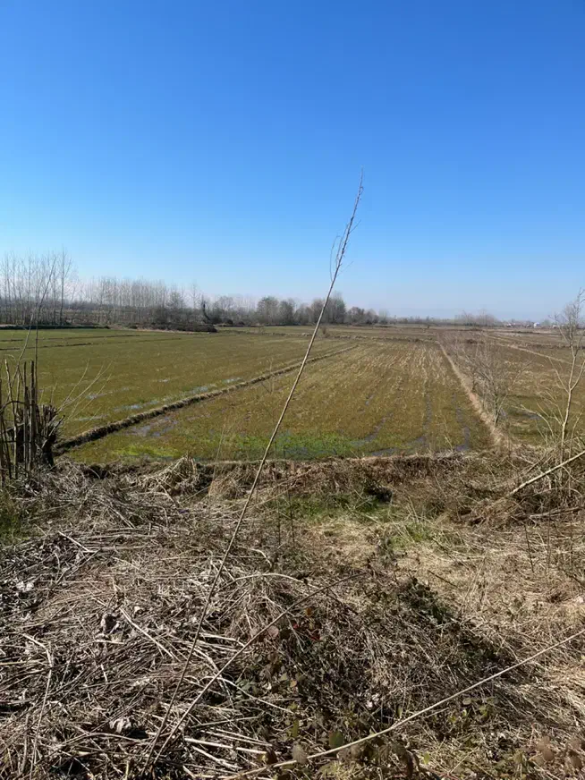 ۱۳۶۱ متر شالیزار در لاهیجان معاوضه با خودرو|فروش زمین و ملک کلنگی|لاهیجان, بازکیاگوراب|دیوار