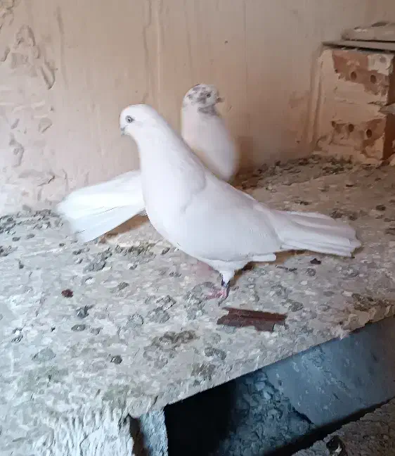 کبوتر قره دومدیح|پرنده|آذرشهر, |دیوار