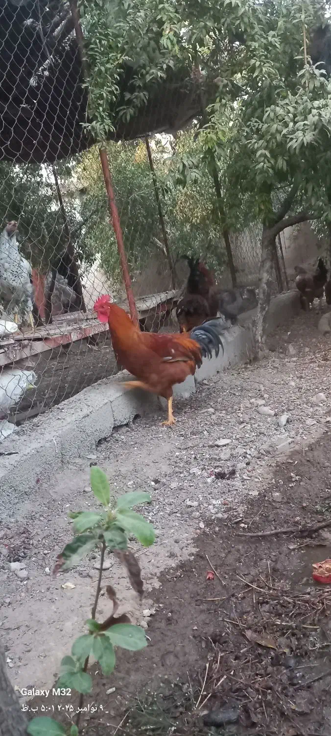 قاز اردک خروس|حیوانات مزرعه|پاکدشت, پاکدشت (مامازند)|دیوار