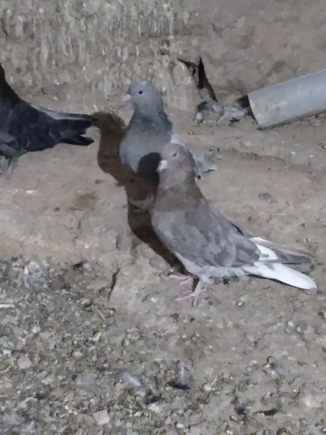 کبوتر پر|پرنده|لاران, |دیوار