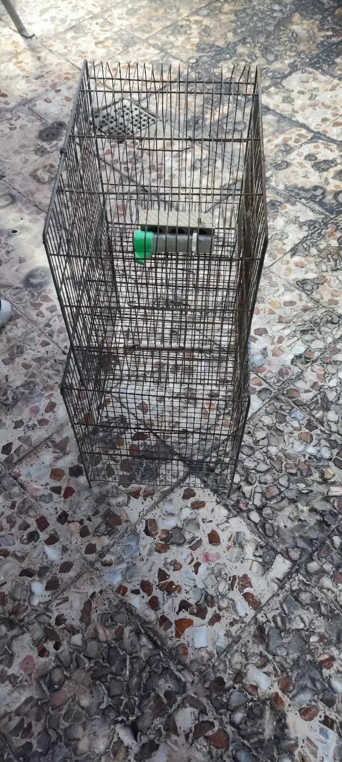 قفس پرنده|لوازم جانبی حیوانات|شوش, |دیوار