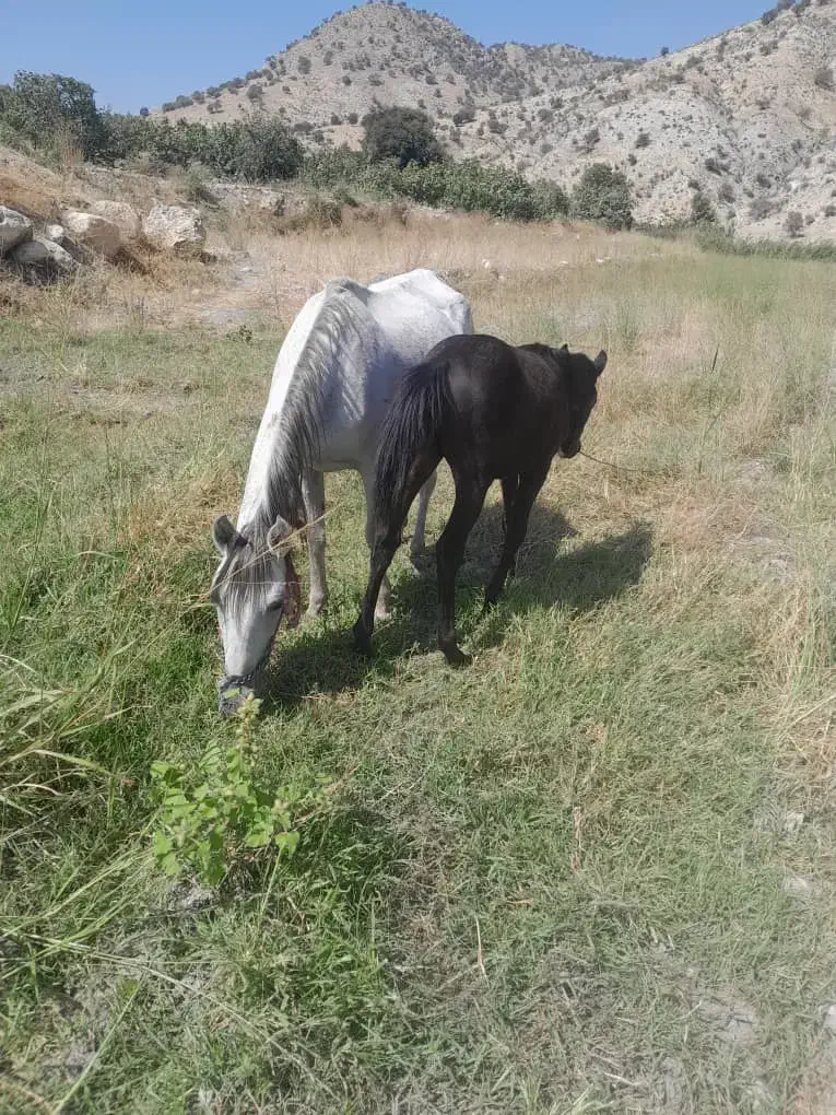 اسب با کره نر|اسب و تجهیزات اسب‌سواری|جوزار, |دیوار