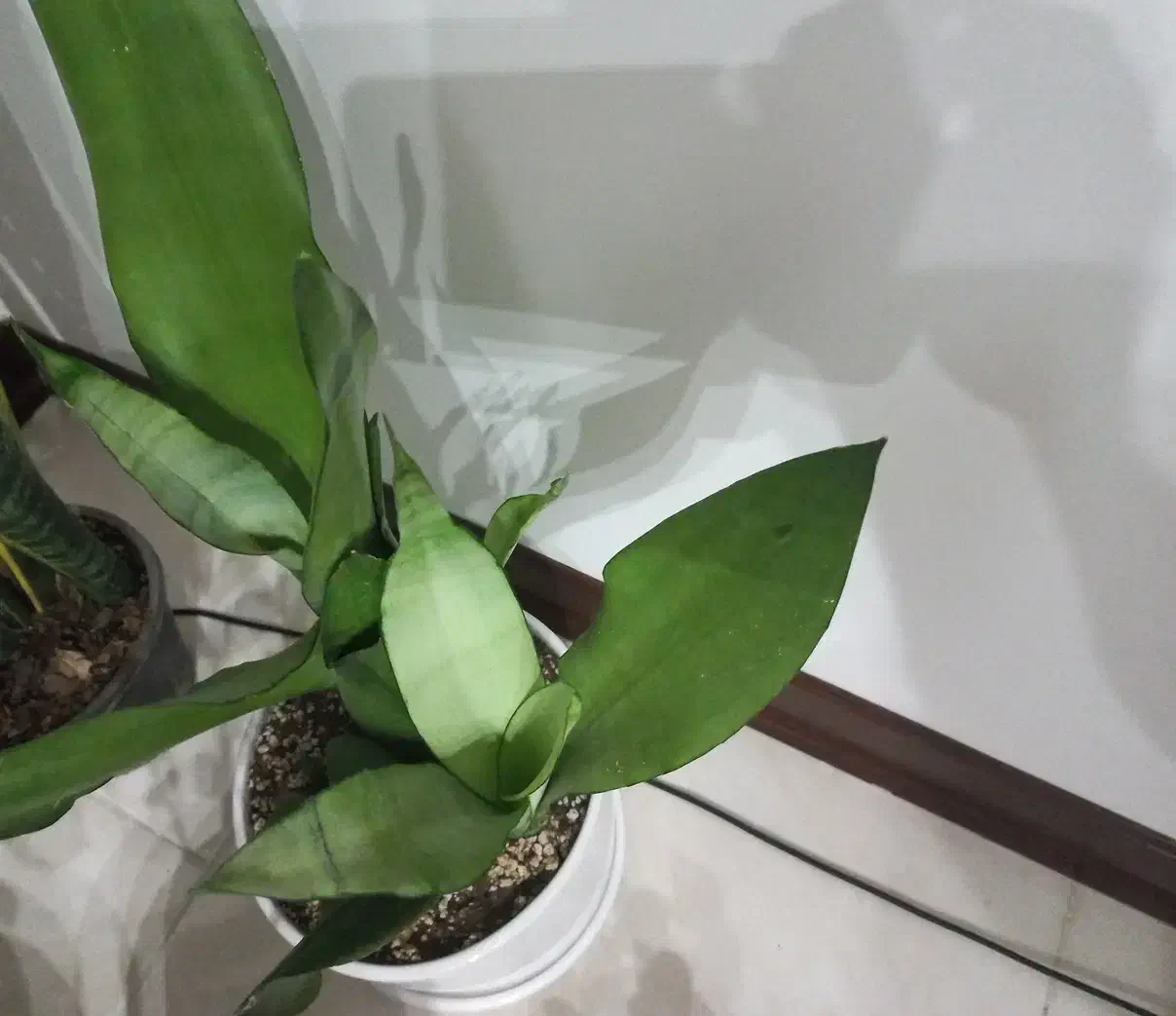 سانسوریا|گل و گیاه طبیعی|پرند, فاز ۶|دیوار