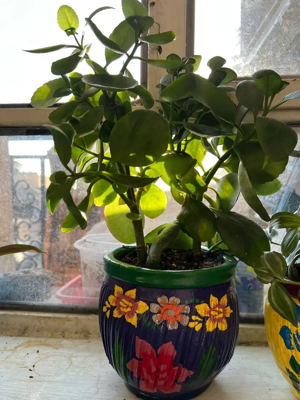 گلهای شاداب|گل و گیاه طبیعی|یاسوج, |دیوار