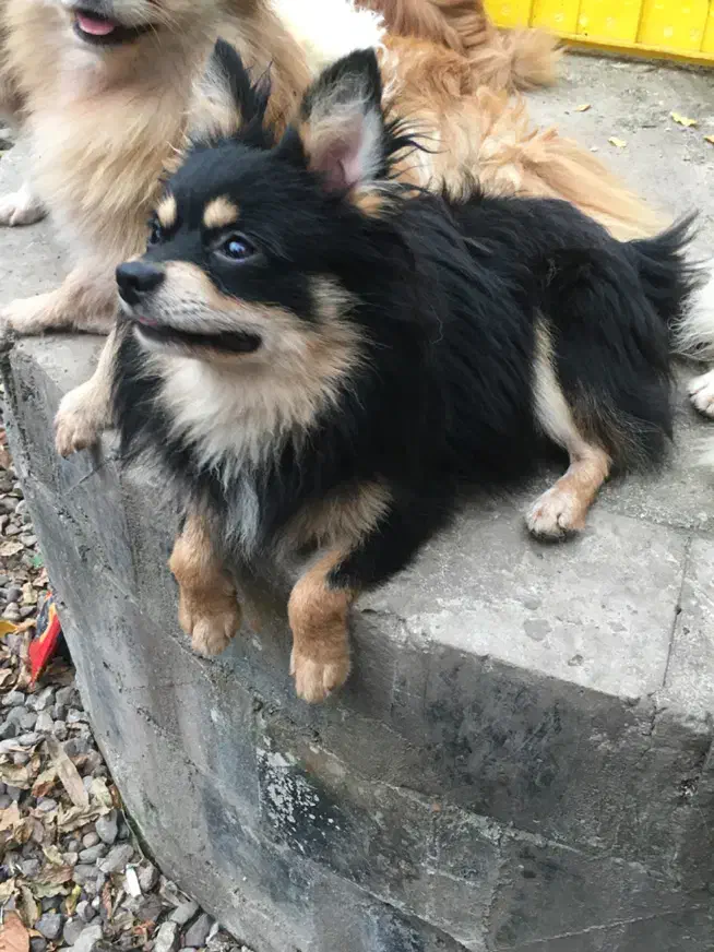 پامر روباهی بلک ان تن  رنگ کمیاب نر|سگ|رشت, حومه رشت|دیوار