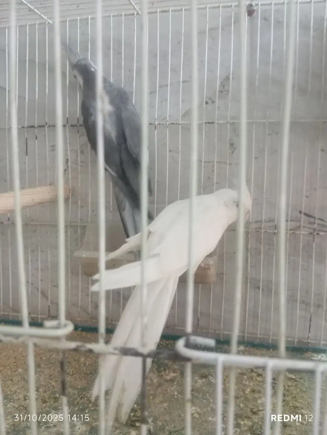 جفت عروس با سه تا جوجه|پرنده|تربت جام, فاز ۱ فرهنگیان|دیوار