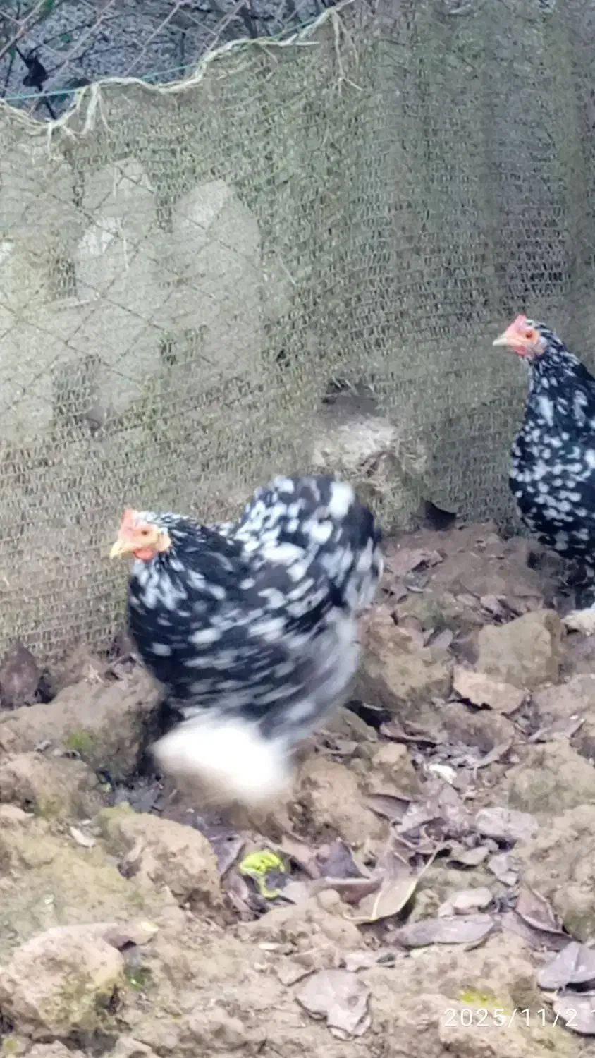 تعدادی مرغ کوشین به علت شلوغی|حیوانات مزرعه|رودبنه, |دیوار