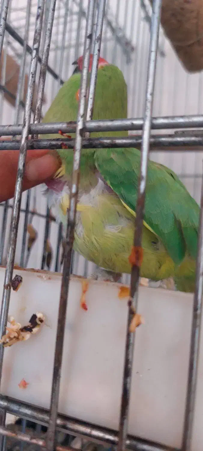 طوطی ملنگو|پرنده|نقده, |دیوار