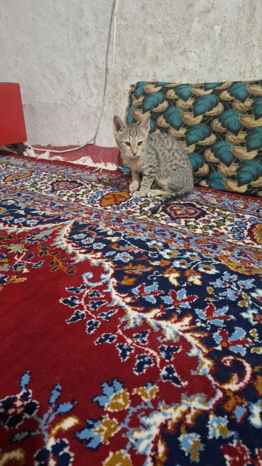 بچه گربه خانگی|گربه|بروجرد, |دیوار