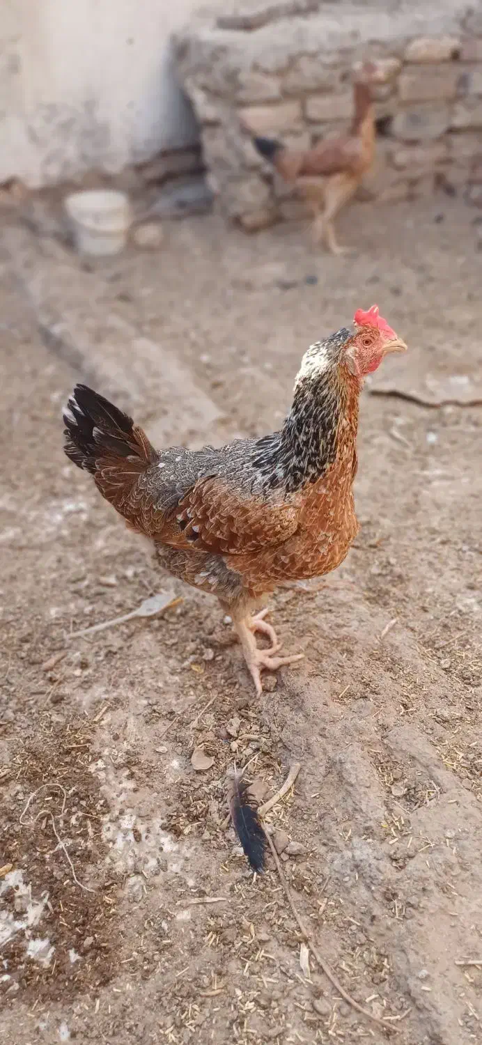 یه مرغ و دو نوچه را میفروشم|حیوانات مزرعه|کرباسک, |دیوار