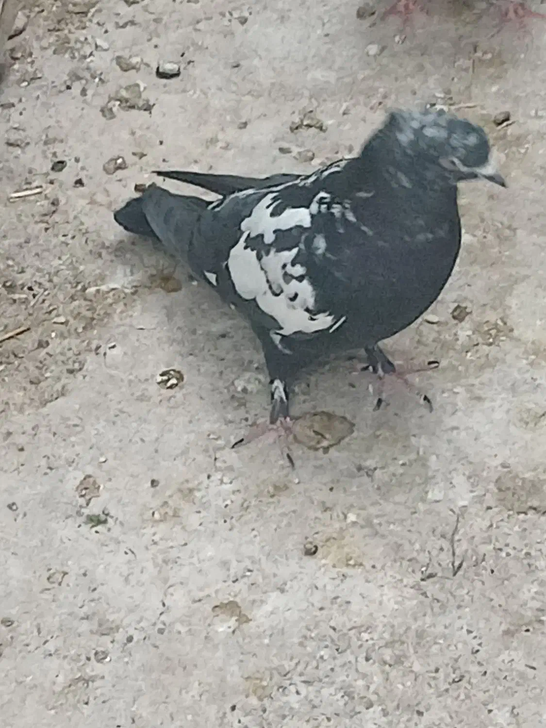 کبوتر شکار|پرنده|مبارکه, |دیوار