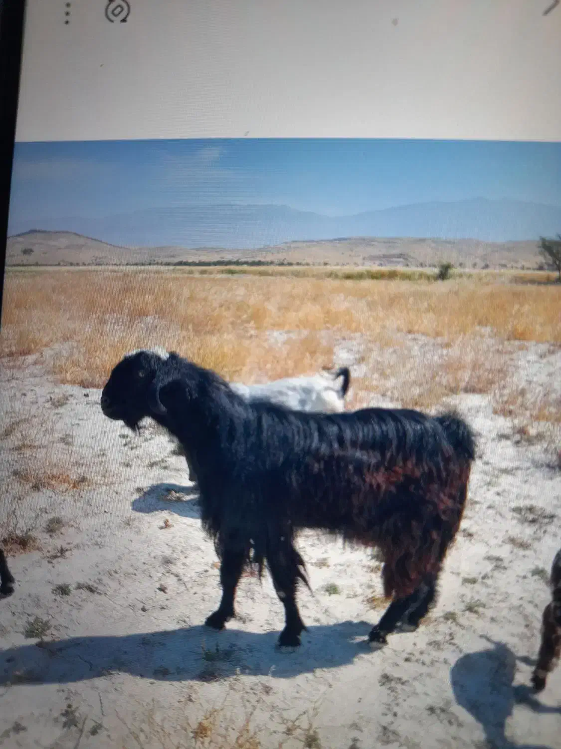 گوسفند نر|حیوانات مزرعه|جره و بالاده, |دیوار