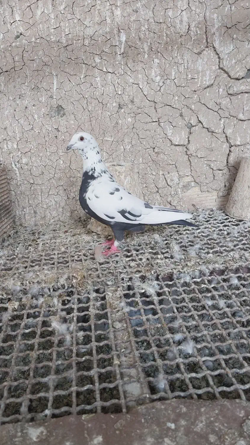 پلاکی ماده|پرنده|ابریشم, |دیوار