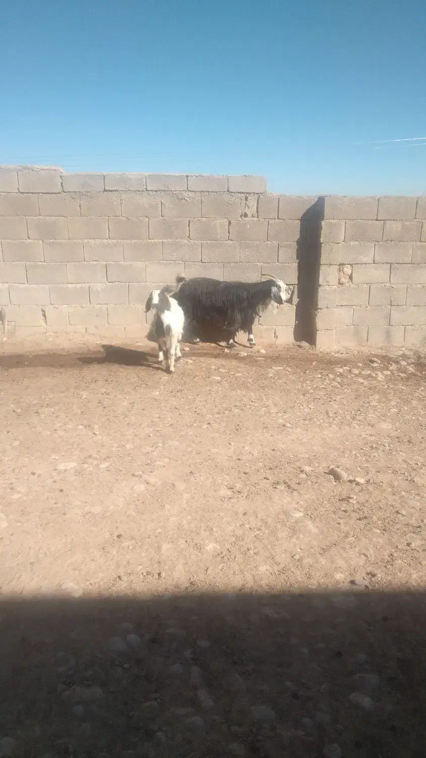بز و بزغاله ماده|حیوانات مزرعه|فیروزآباد (لرستان), |دیوار