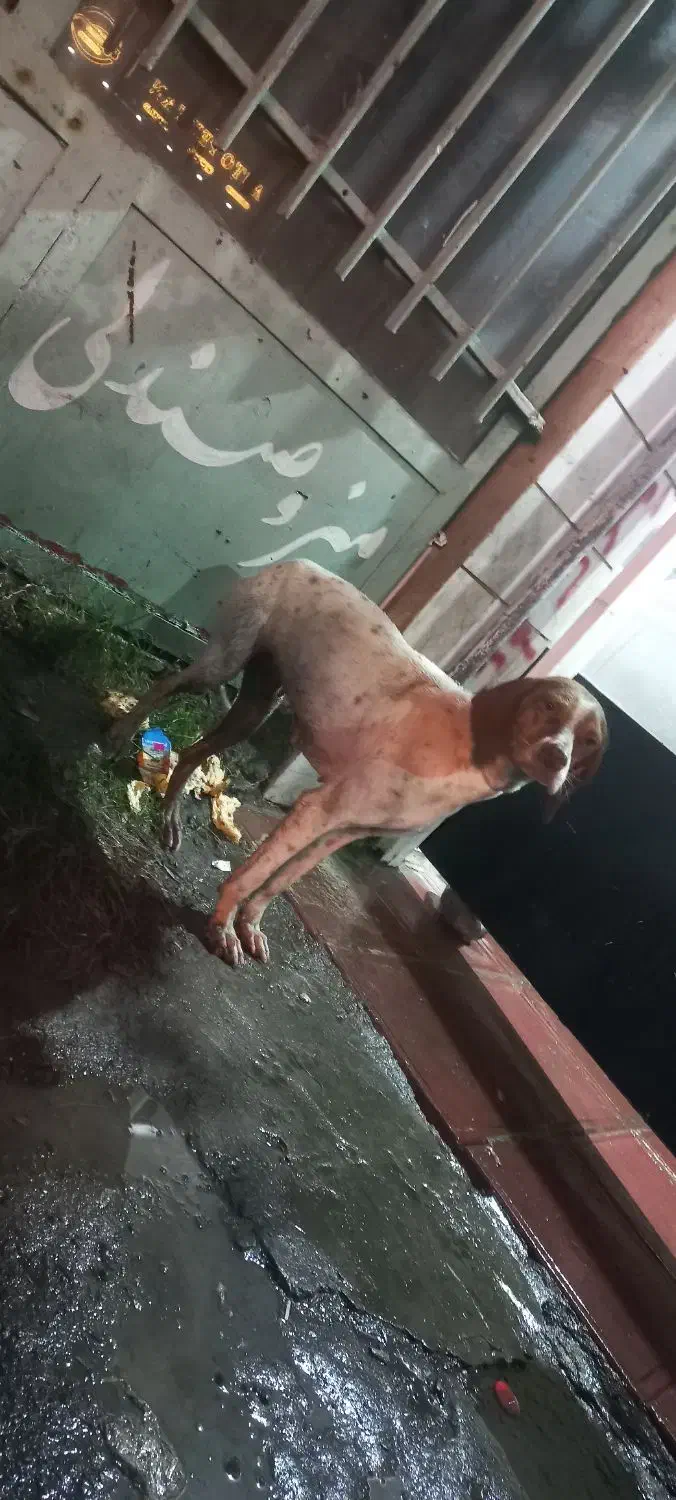 سگ شکاری|سگ|تالش, طولارود|دیوار