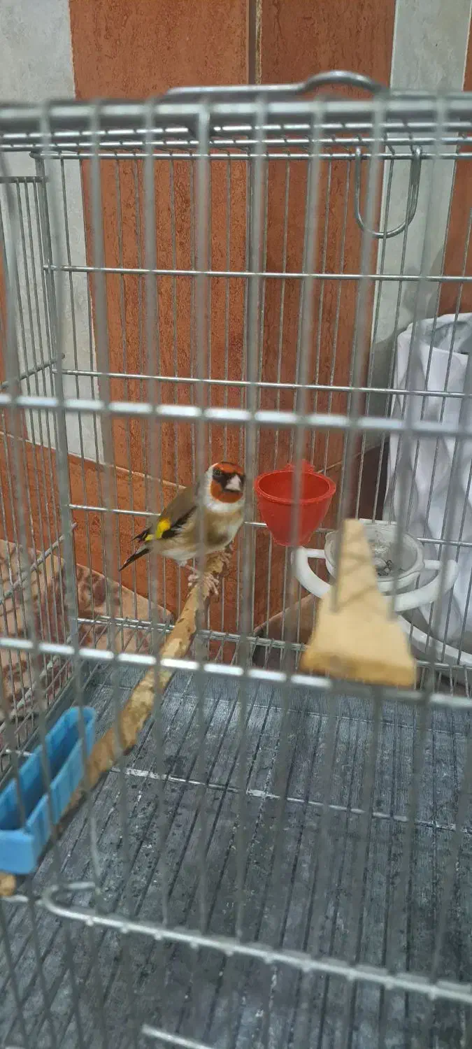 سهره|پرنده|تبریز, |دیوار