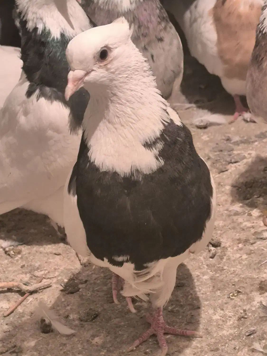 کبوتر طوقی|پرنده|کامیاران, |دیوار