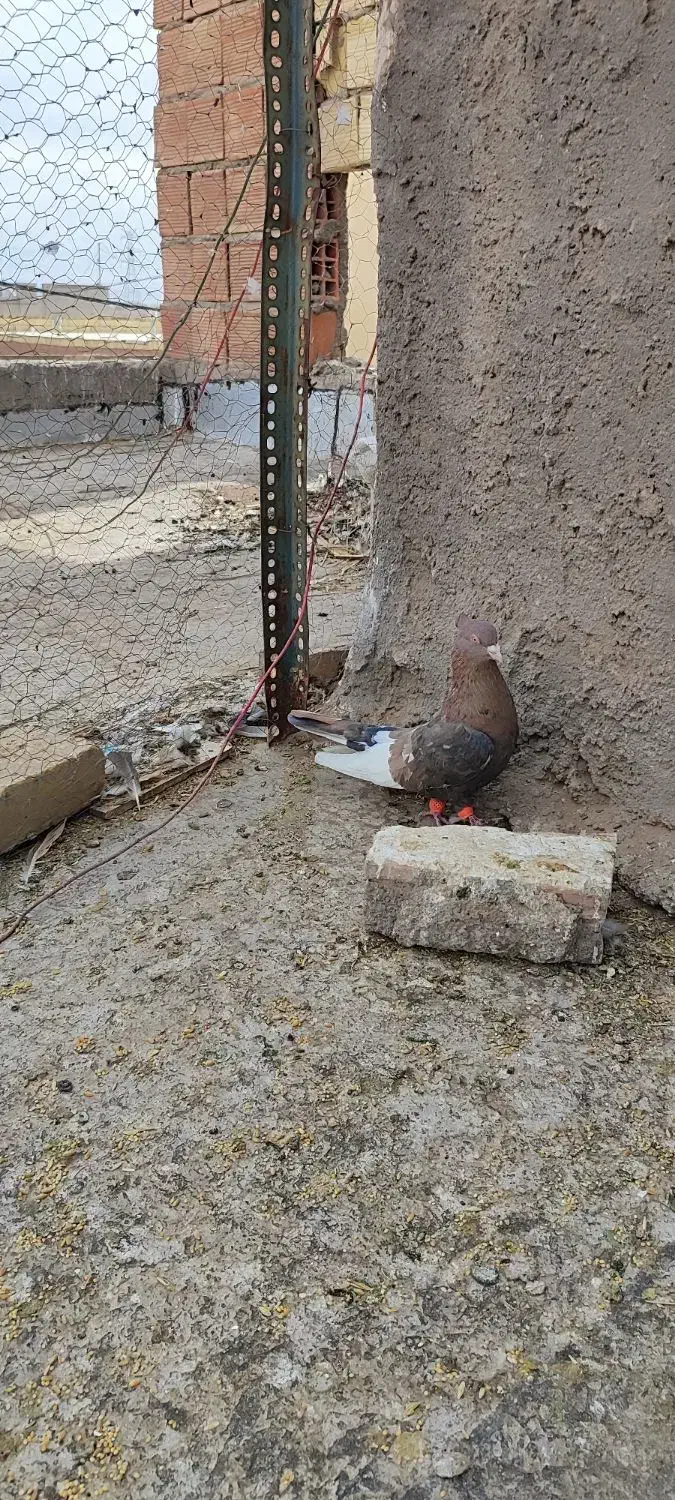 سینه گلی|پرنده|رفسنجان, |دیوار